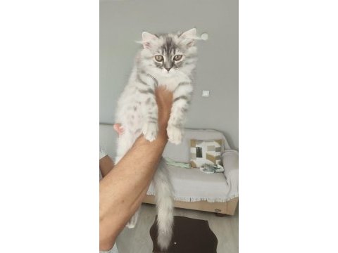 Dünyalar güzeli 3 aylık scottish fold longhair