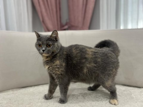 Gri british shorthair dişi kediler