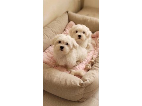 Orjinal maltese terrier
