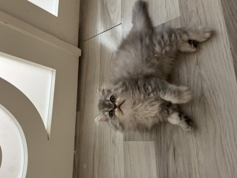 1.5 aylık çok hiperaktif taklacı kedimiz