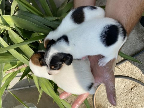 Jack russell yavrularımız