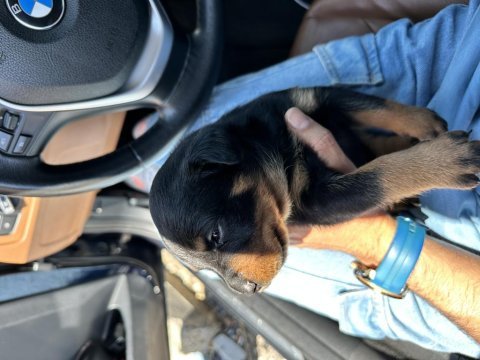 Saf kan rottweiler yavrularımız