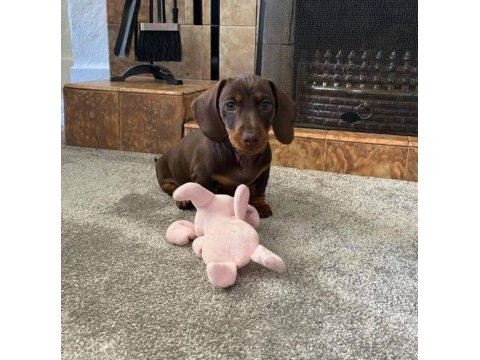 Mini dachshund sosik köpekler yuvaya hazır