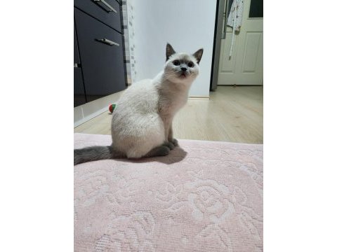 6-7 aylık british shorthair