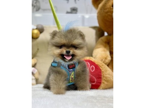 Mini teacup erkek pomeranian boo