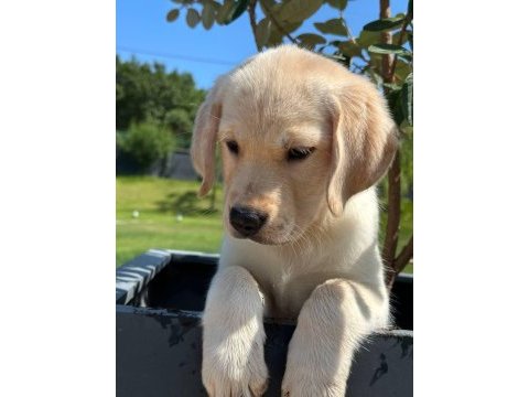 Labrador retriever yavruları muhteşem formda