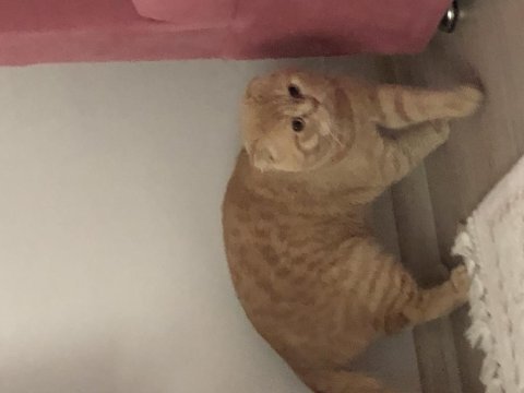 Devasa erkek scottish fold