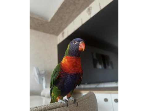 Oyuncu lori papağanı 8 aylık