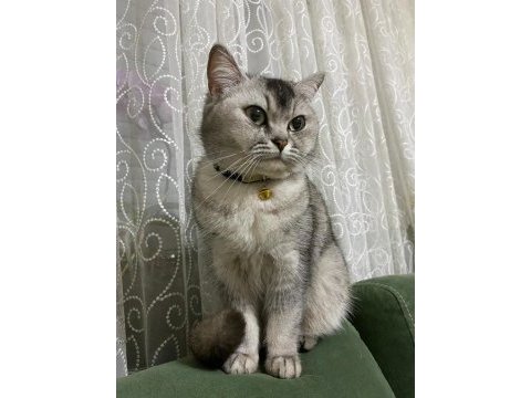 8 aylık kedimi sahiplendiriyorum