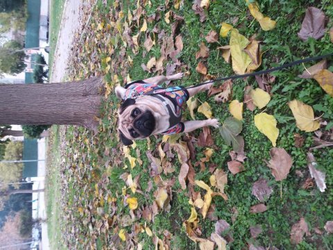 Pug köpeğimiz 4 yaşında
