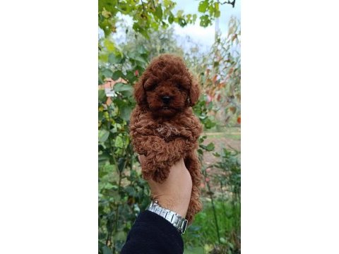 Irk ve sağlık garantili 10 numara poodle yavrular