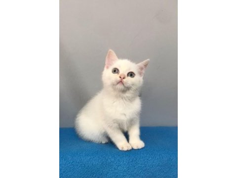 70 günlük british shorthair (beyaz - mavi gözlü)