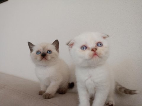 British shorthair minikolarım