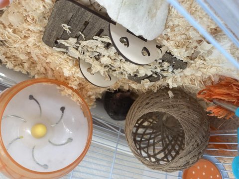 Hamster kafesi ve minik yavru
