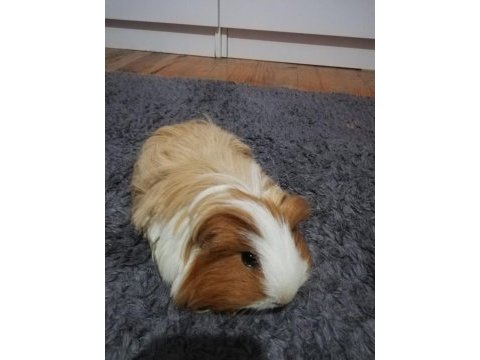 Erkek sheltie ginepig hemen hemen 1 yaşında sayılır