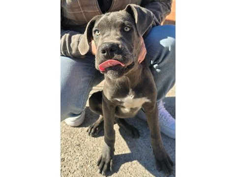 Cane corso blue 4.5 aylık renkli göz erkek