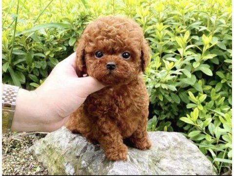 Tuvalet eğitimli 2 aylık poodle dişi yavru yuvasını arıyor