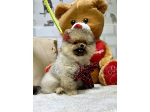 Show class pomeranian boo ayıcık kızımız