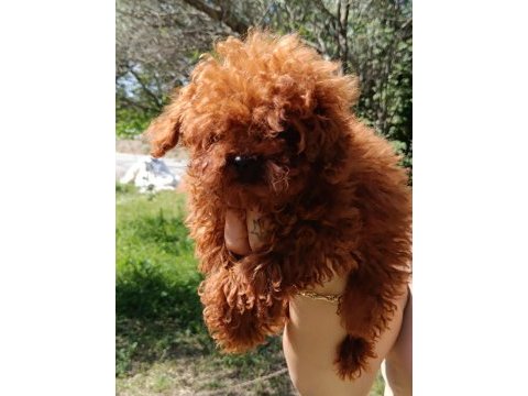 Toy poodle