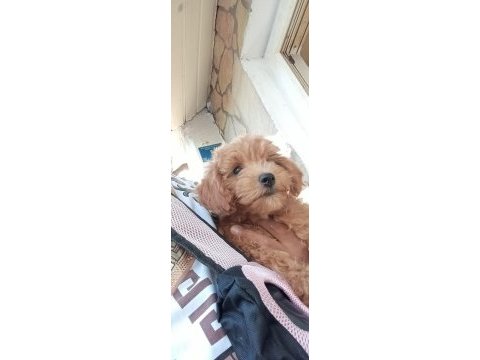 Toy poodle köpeğimiz