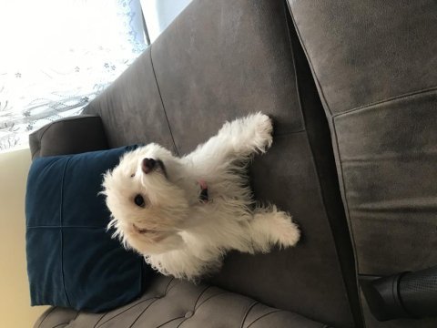 5. 6 aylık maltese terrier acil