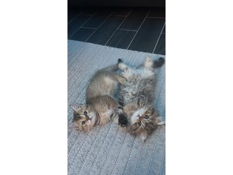Safkan british golden tabby erkek sevgiyle büyüdüler