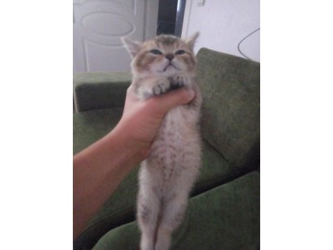 British shorthair black golden