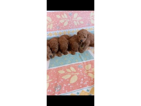 Kg garantili toy poodle yavrular