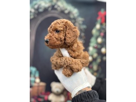 Orijinal toy poodle teddy bear face