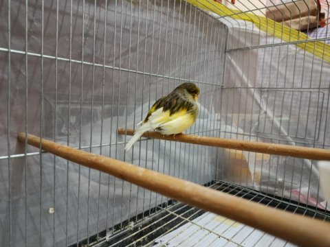Deneyimli erkek gloster kanarya ötümde