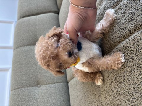 Minik maltipoo yavrum dobby