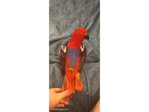 Kuşumuz tekrardan ilandadır evcil eclectus