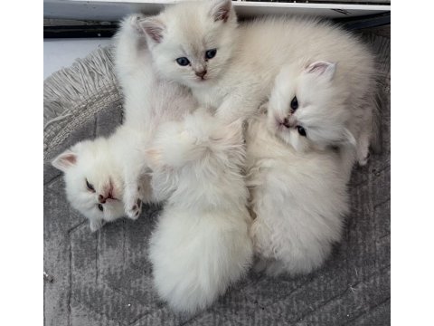 British shorthair yavrular (açıklamayı okuyun)