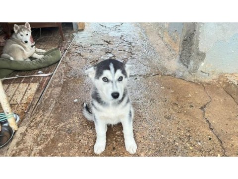 Husky köpekler