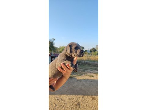 A şecereli şampiyon kan hattı cane corso