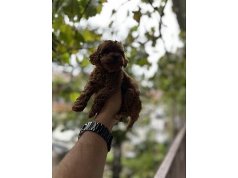 Sağlık ve ırk garantili toy poodle yavrularımız