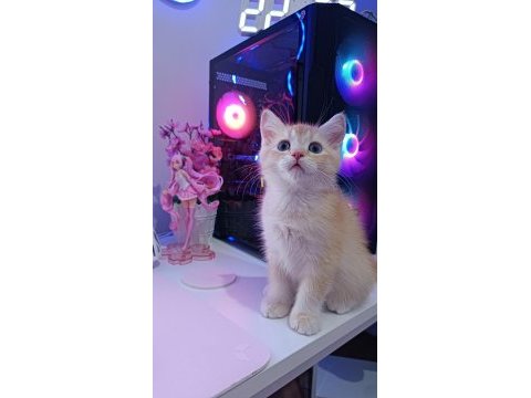 Golden british shorthair erkek