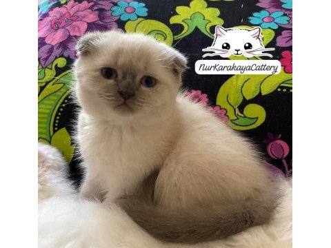 Scottish fold blue point yavru