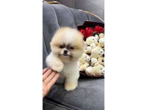 Orjinal pomeranian boo