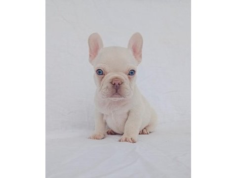Ankara exotic french bulldog