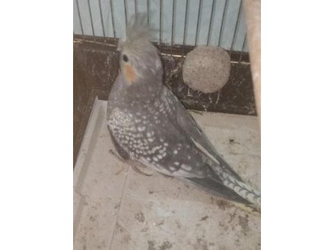 4 aylık sultan papağanı