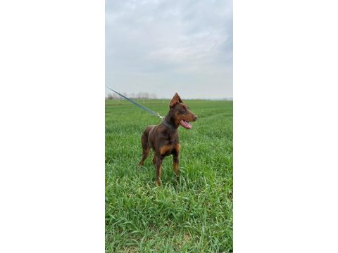 10 aylık kızıl doberman erkek
