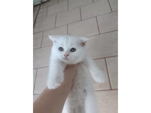 Tüm eğitimleri verilmiştir scottish fold