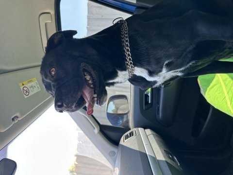 2.5 yaşında dişi cane corso acil yuva arıyor