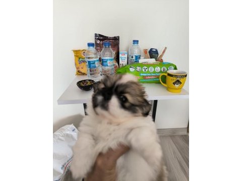 Köpeklerimize çok iyi bakabilecek aile arıyorum