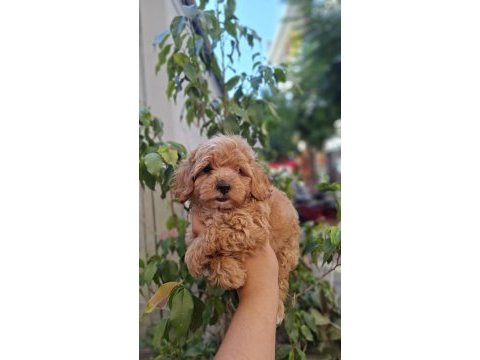 Maltipoo yavrularımız ırk ve sağlık garantili