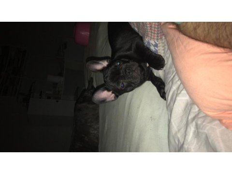 French bulldog 3 aylık blue gen