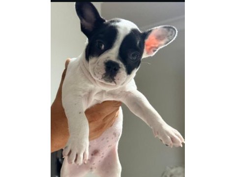 Fransız bulldog köpeğimiz için ulaşın