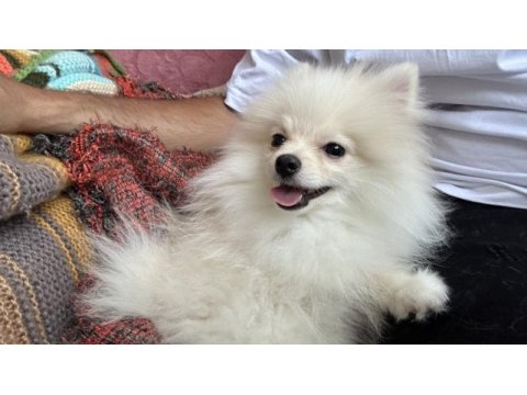 4,5 aylık pomeranian erkek