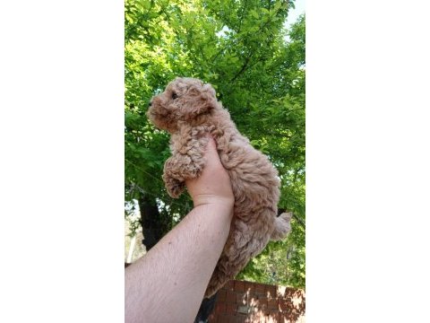 Erkek poodle yavrum yeni ailesini bekliyor